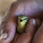 Es necesario ser delicados para cogerlos (iStock)