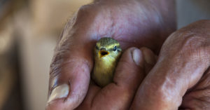 Es necesario ser delicados para cogerlos (iStock)