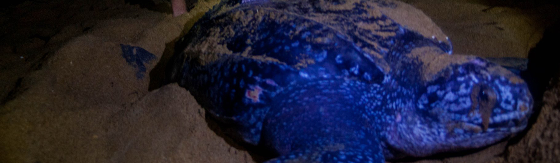 Esta tortuga ha nadado más que tu en toda tu vida (Twitter de la Universidad de Exeter)