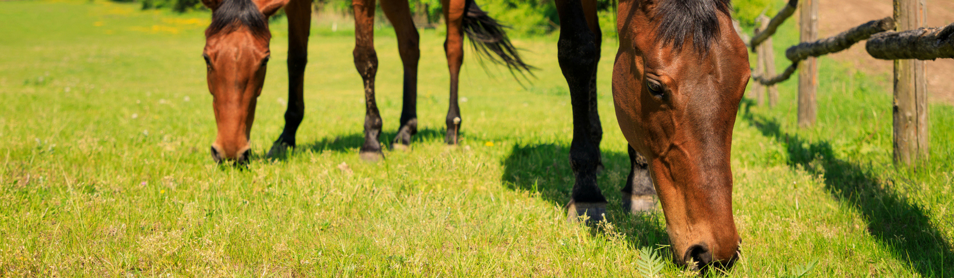 Estos son los alimentos que no pueden comer los caballos (Istock)