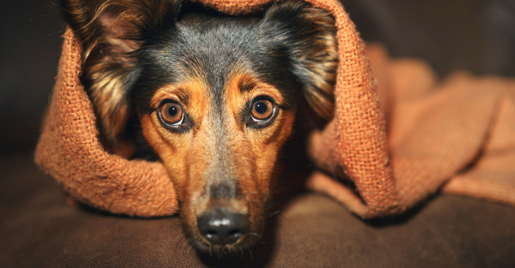 Los perros pueden sufrir ansiedad (Istock)