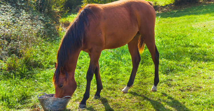 Vigila también el tipo de hierba que comen (Istock)