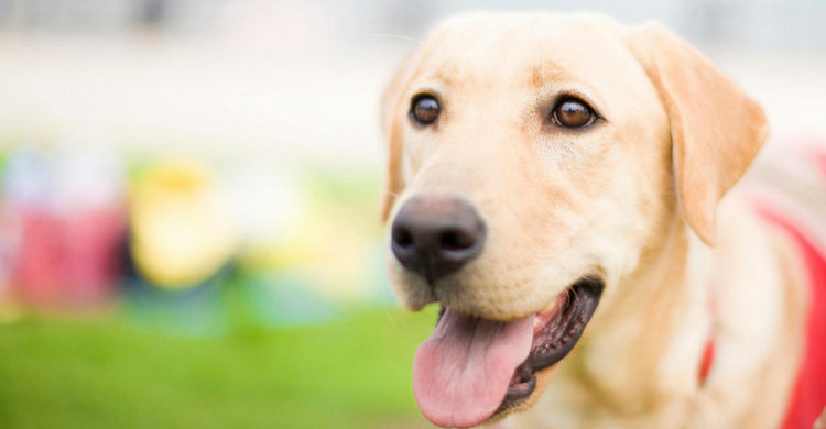 Las familias de acogida son muy exigentes (Istock)