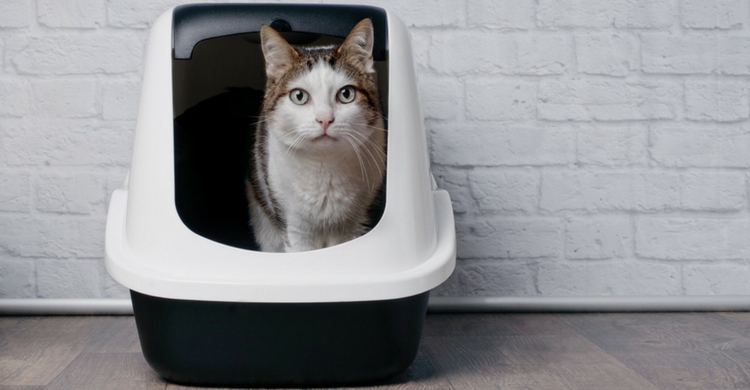 El estrés puede no ser beneficioso (Istock)