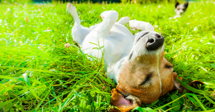 Evita salir durante las horas más calurosas del día (Istock)