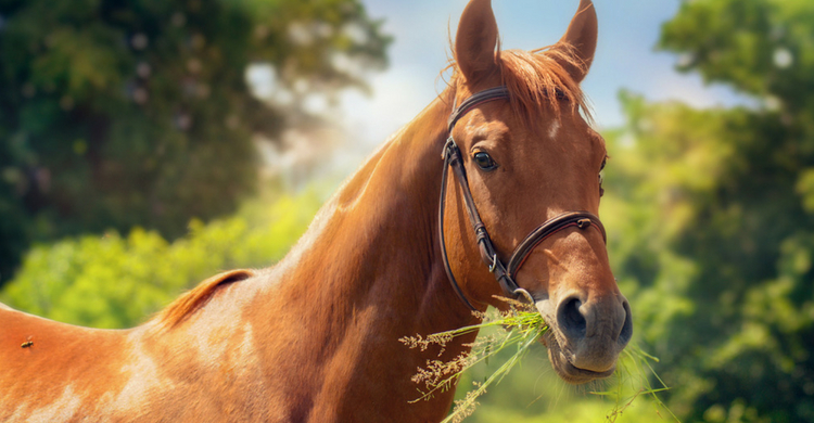 Estos son los alimentos que no pueden comer los caballos (Istock)