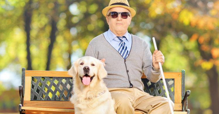 Si ves a uno por la calle, no lo acaricies, está trabajando y podrías distraerlo (Istock)