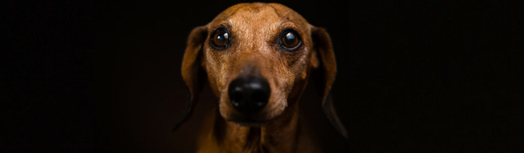5 consejos para calmar la ansiedad de tu perro (Istock)