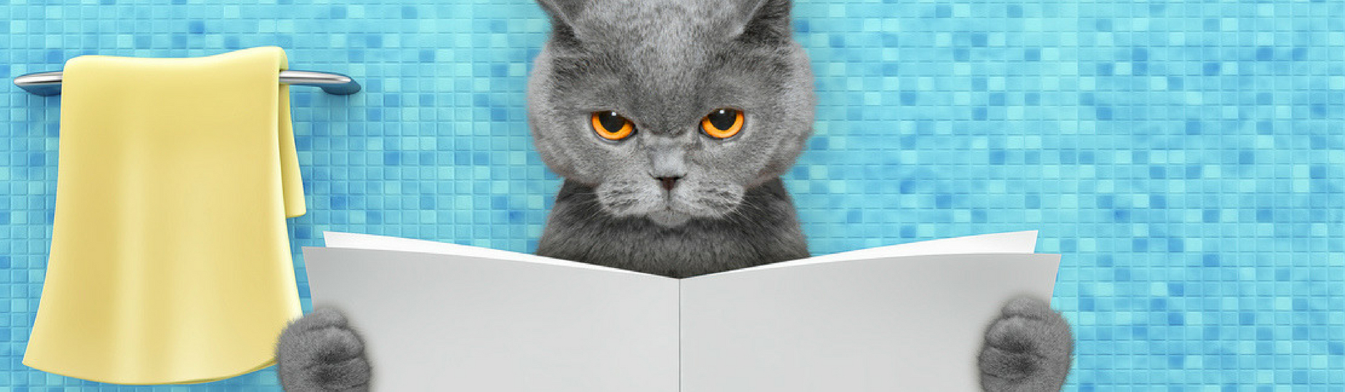 Estas son las razones por las que tu gato no quiere hacer pis en su arenero (Istock)