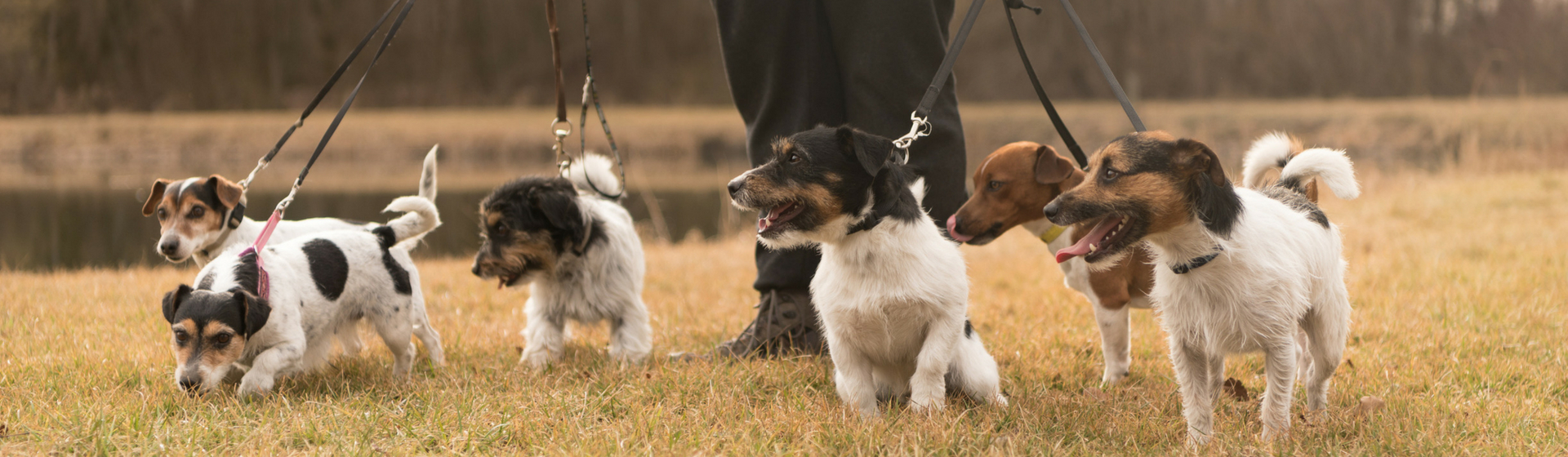 6 canales de Youtube sobre adiestramiento que debes conocer (Istock)