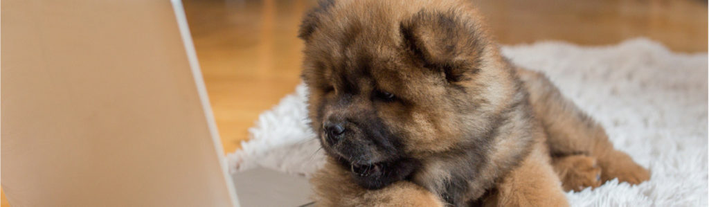 Los accesorios para tu mascota más baratos de Amazon (Istock)