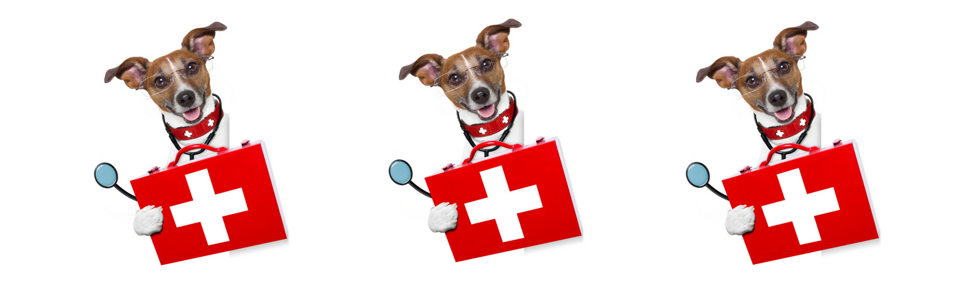 Así es el botiquín imprescindible para tu perro (Istock)