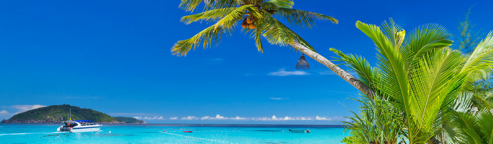 Las 7 mejores playas de México a las que puedes ir con tu mascota (Istock)