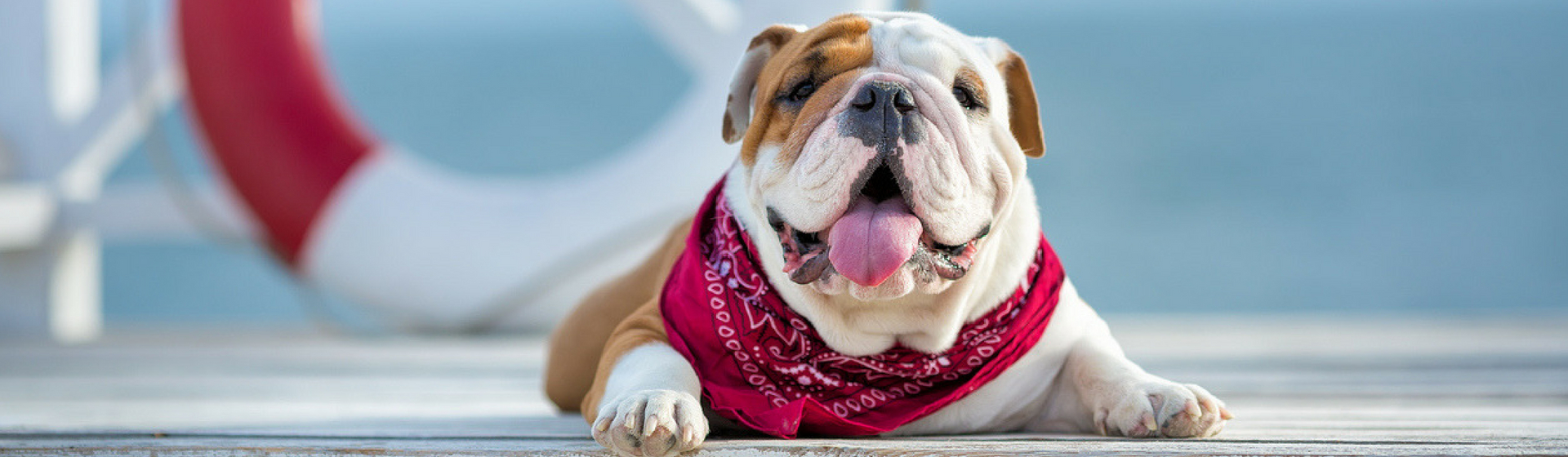 7 remedios para combatir el calor de tu perro (Istock)