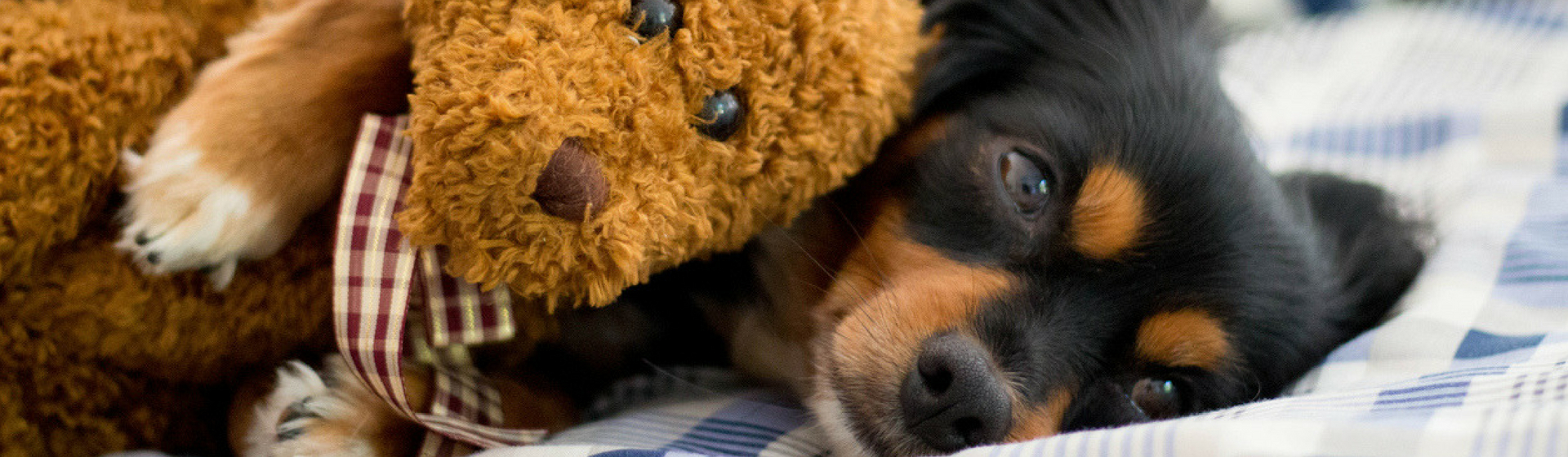 8 juguetes para calmar la ansiedad de tu perro (Istock)