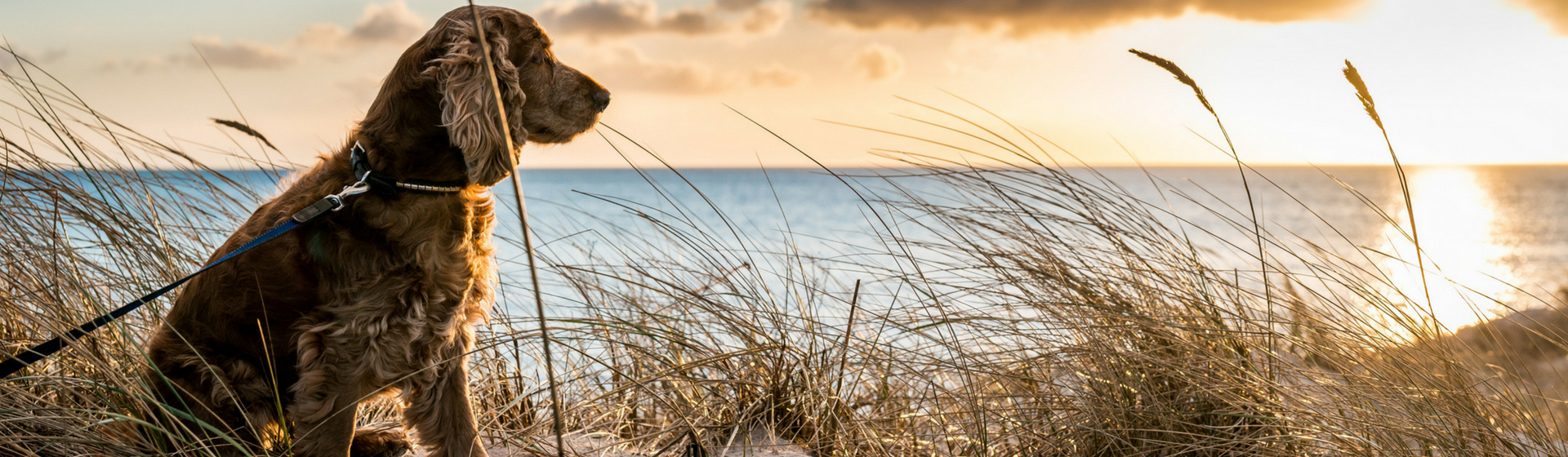 Las fotos más cuquis de animales en la playa (Istock)