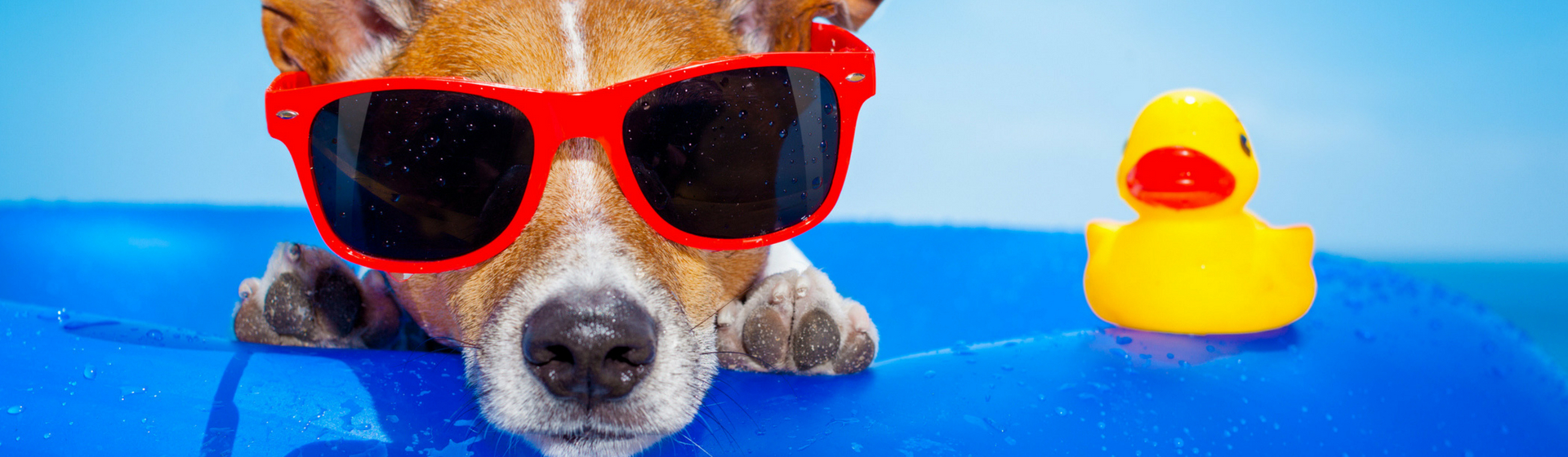 10 juguetes acuáticos para que tu perro se divierta este verano (Istock)