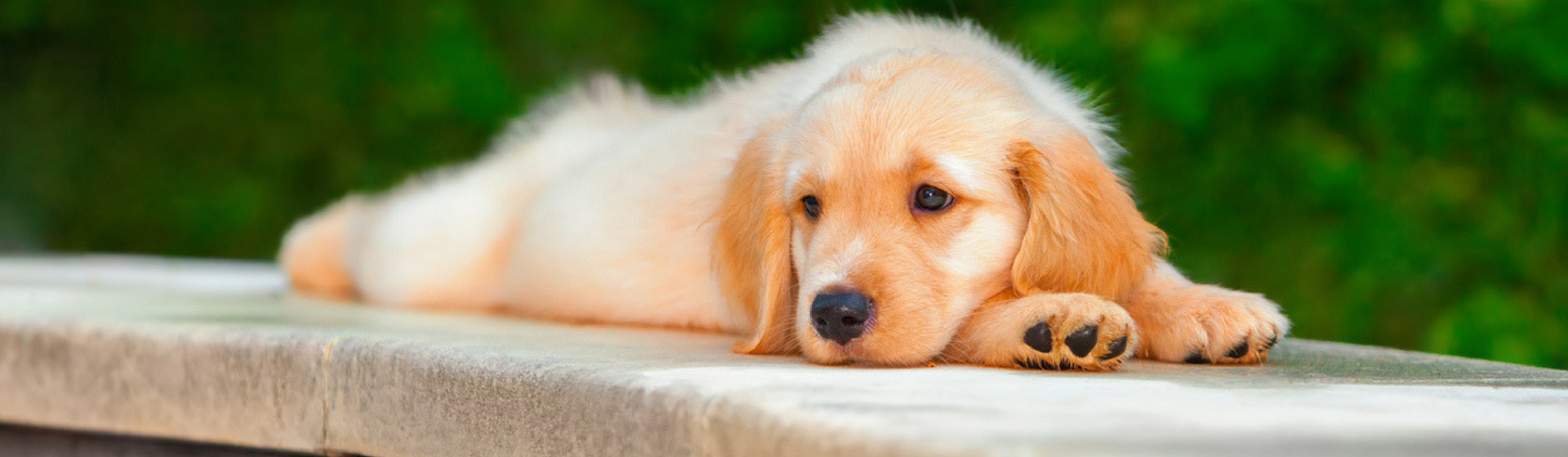 5 pasos para que tu perro pierda el miedo al agua en verano (Istock)