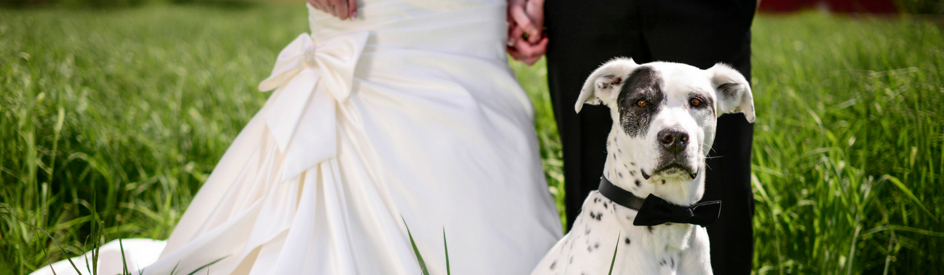6 ideas originales para que tu mascota no se quede fuera de tu boda (Istock)