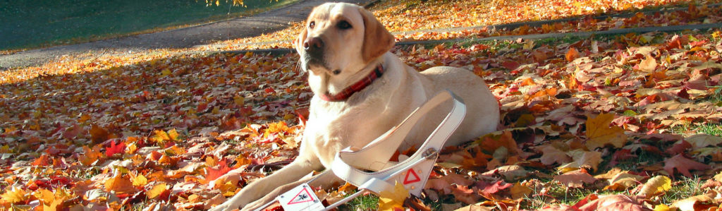 10 curiosidades sobre los perros guía que te van a sorprender (Istock)
