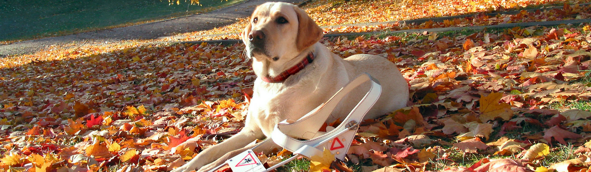10 curiosidades sobre los perros guía que te van a sorprender (Istock)