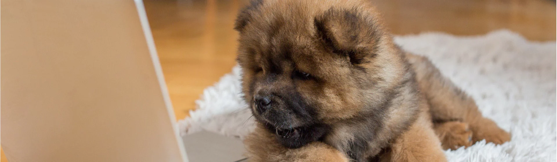 Los accesorios para tu mascota más baratos de Amazon (Istock)