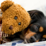 8 juguetes para calmar la ansiedad de tu perro (Istock)