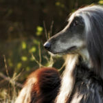 Galgo afgano (Istock)