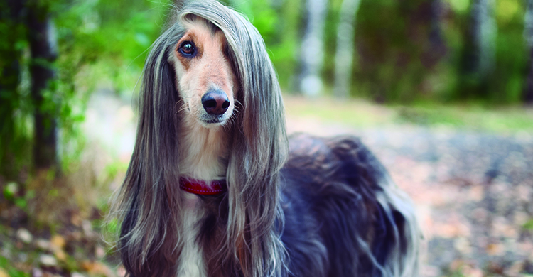 Hasta Jennifer Aniston envidiaría este pelazo (iStock)