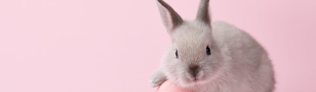 Hay muchos nombres para conejos, tienes que elegir el que te diga el corazón (iStock)