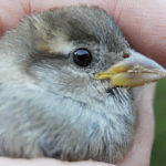 Hay que ayudar a que estén como con su madre (iStock)