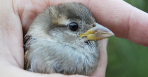 Hay que ayudar a que estén como con su madre (iStock)