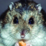 Hay que cuidar los delicados y pequeños estomagos de los hamsters (Pixabay)