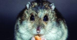Hay que cuidar los delicados y pequeños estomagos de los hamsters (Pixabay)