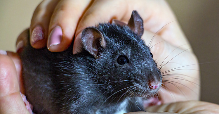 La rata negra es la más común (iStock)