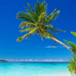 Las 7 mejores playas de México a las que puedes ir con tu mascota (Istock)