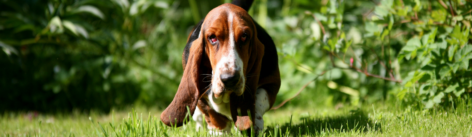 Las 9 razas de perro con las orejas más grandes (Istock)