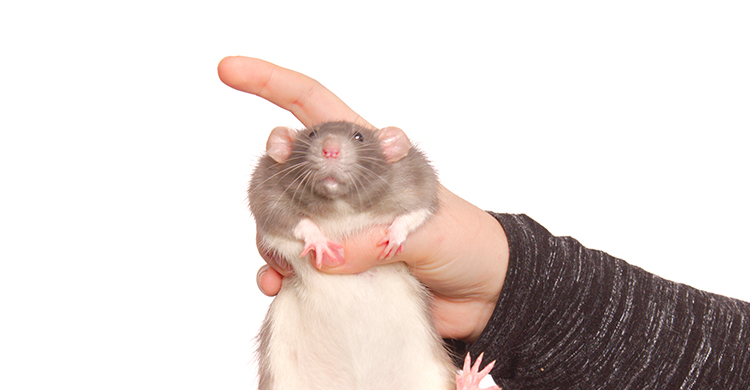 Las orejitas definen a la rata Dumbo (iStock)