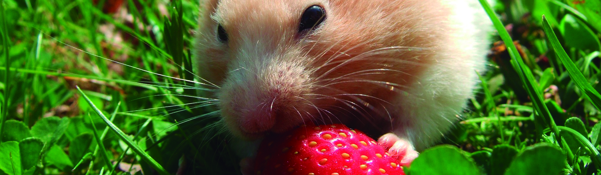 Los hamsters pueden ser muy glotones (Pixabay)