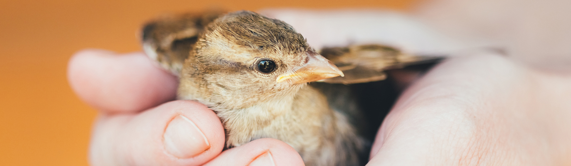 Los pájaros bebés necesitan muchos cuidados para salir adelante (iStock)