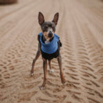 Mini Pinscher (Istock)
