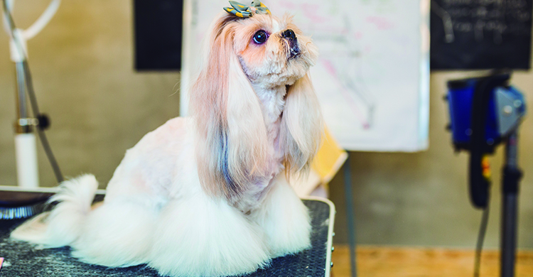 No necesitarás pasar la fregona con este corte (iStock)