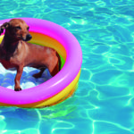 Para piscinas pequeñas esto les irá genial (iStock)