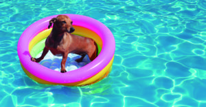 Para piscinas pequeñas esto les irá genial (iStock)