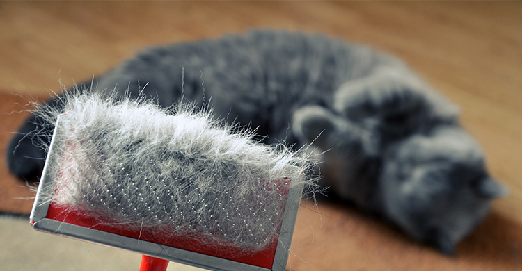 Peinar a tu gato con regularidad también ayuda (iStock)