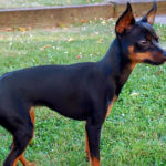 Ratón de Praga (Istock)