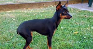 Ratón de Praga (Istock)