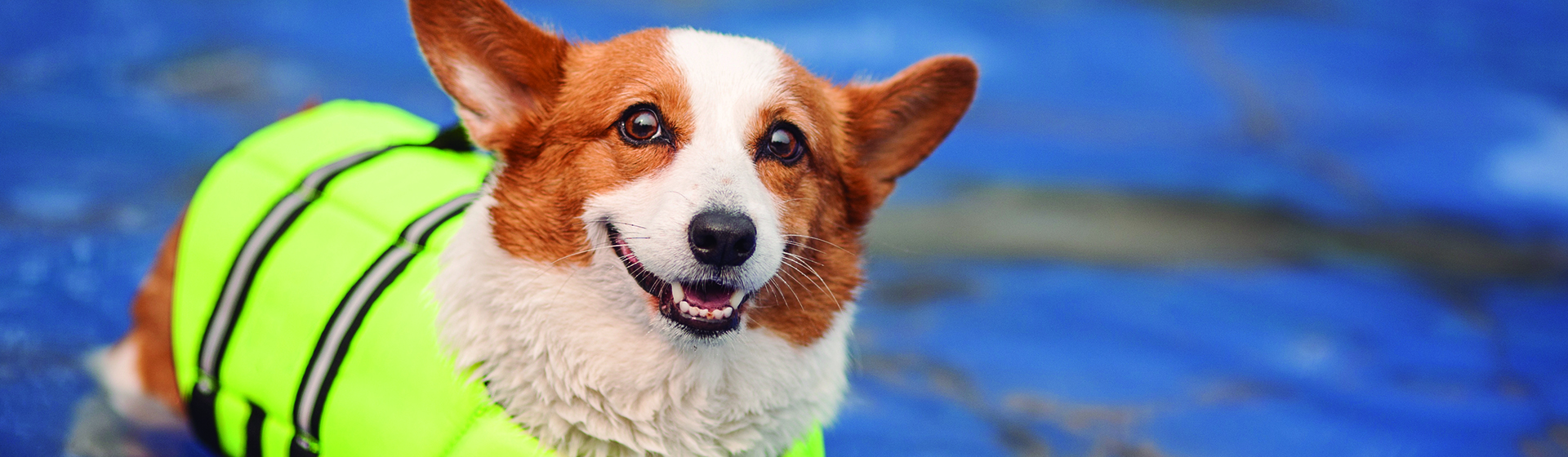 Sabemos que nada es más importante que la protección de tu mejor amigo (iStock)