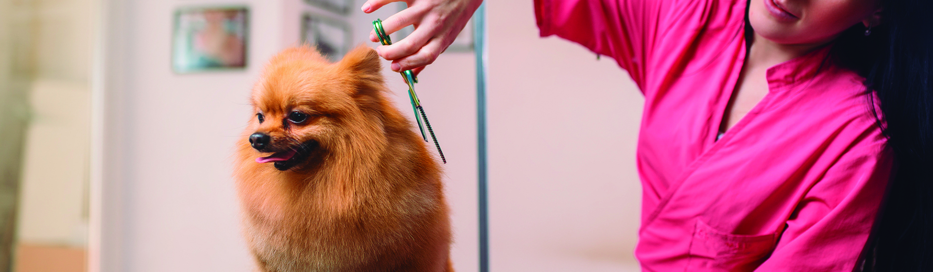 Sea el corte que sea siempre están adorables (iStock)