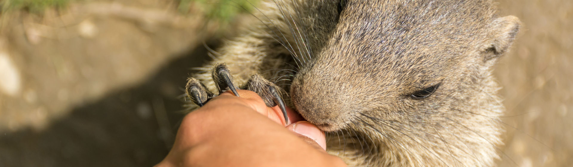 Aprende a conocer el periodo de celo de las ardillas (Foto: iStock)